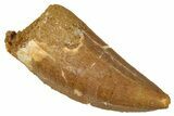 Serrated Carcharodontosaurus Tooth - Real Dinosaur Tooth #341116-1